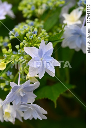 Hydrangea (taken on a rainy day) 127945332
