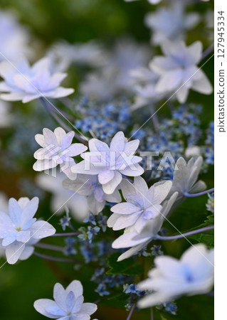 Hydrangea (taken on a rainy day) 127945334