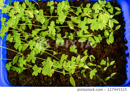Top view of parsley sprouts in plastic container on wooden background. Top view of parsley sprouts in plastic container on wooden background. 127945525