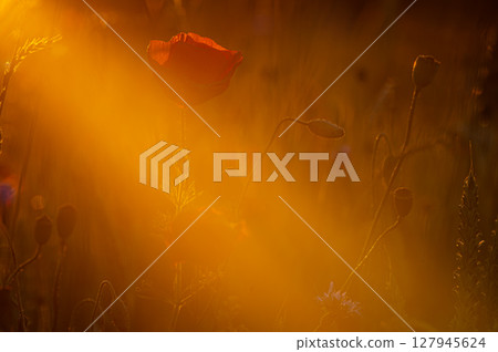 Field of red poppies in bright sunlight. Close up image. Overdose Awareness Day 127945624