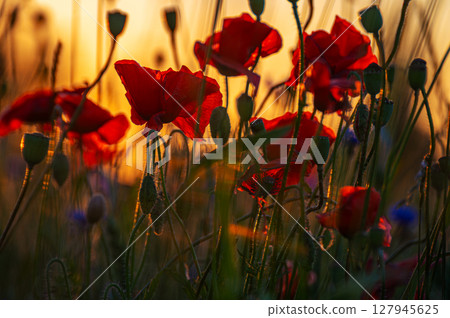 Field of red poppies in bright sunlight. Close up image. Overdose Awareness Day Field of red poppies in bright sunlight. Close up image. Overdose Awareness Day 127945625