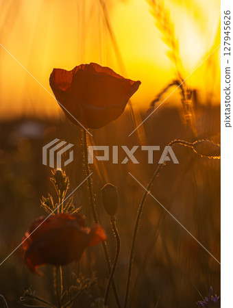 Field of red poppies in bright sunlight. Close up image. Overdose Awareness Day Field of red poppies in bright sunlight. Close up image. Overdose Awareness Day 127945626
