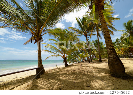 A beach with a bench among palm trees in Dominican Republic, Punta Cana 127945652