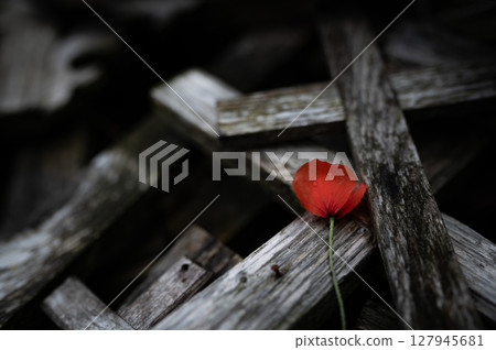 War memorial with red poppy flower and crosses. World War remembrance day. John McCrae In Flanders Fields 127945681