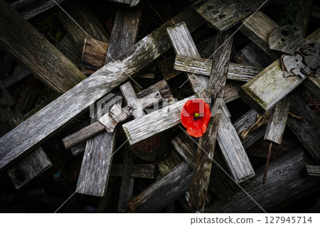 War memorial with red poppy flower and crosses. World War remembrance day. John McCrae In Flanders Fields 127945714