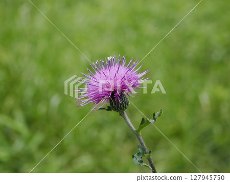 薊花正在盛開 127945750