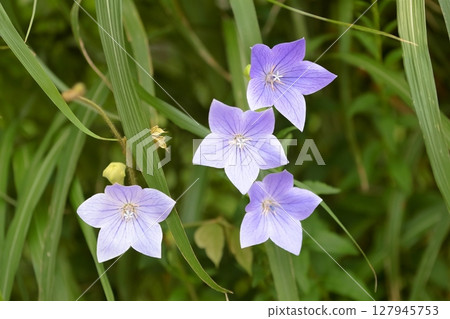 Bellflower Bellflower 127945753