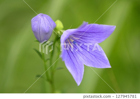 Bellflower Bellflower 127945781