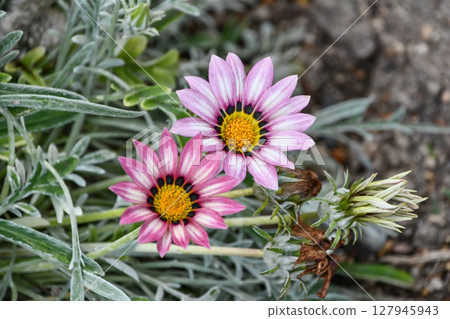 Gazania Treasure Flower 127945943