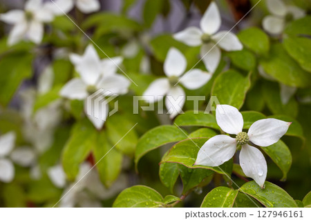 山崎盛開 127946161