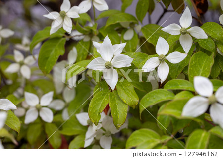 山崎盛開 127946162