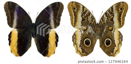 Owl butterfly Caligo atreus displays its remarkable wings with intricate patterns. Owl butterfly Caligo atreus displays its remarkable wings with intricate patterns. 127946164