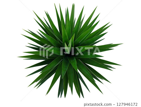 Top view of a yucca palm tree displaying its sharp, elongated green leaves radiating outward against a clean white backdrop. The plant's structure highlights its symmetrical arrangement. 127946172