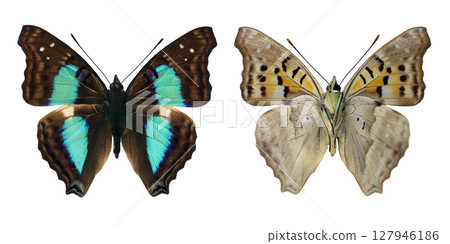 Two green turquoise butterflies of the Doxocopa cherubina species are isolated against a plain background. Two green turquoise butterflies of the Doxocopa cherubina species are isolated against a plain background. 127946186