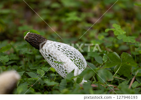 Kinuugasatake 127946193