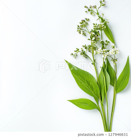 White wildflowers on white backdrop 127946631