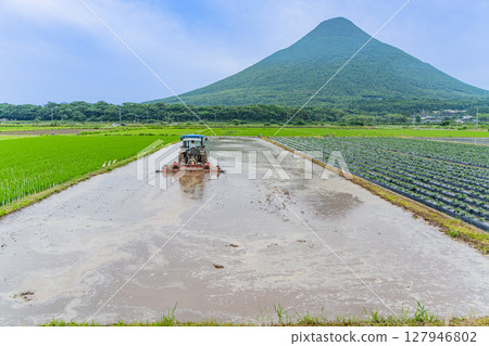 (Kagoshima Prefecture) Mt. Kaimon seen across the rice paddies where rice planting has begun 127946802