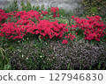 Red azaleas blooming on the Kitazawa Greenway 127946830