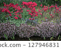 Spring flowers blooming on the Kitazawa Greenway - azaleas and Japanese buckwheat 127946831