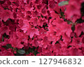 Close-up of red azaleas - Spring colors 127946832