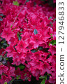 Spring at Kitazawa Greenway with red azaleas in full bloom 127946833
