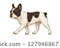 French bulldog walking illustration 127946867
