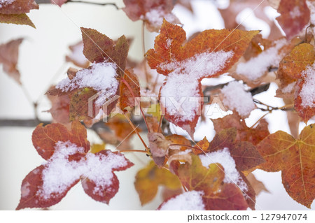 Autumn leaves and snow (Hiruzen Plateau) 127947074