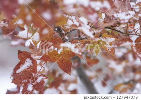 Autumn leaves and snow (Hiruzen Plateau) Autumn leaves and snow (Hiruzen Plateau) 127947079