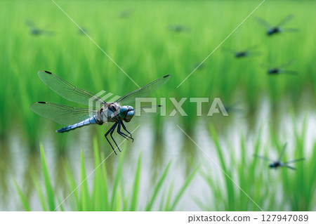 Rice fields and Shikaratombo 127947089