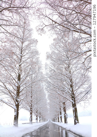牧野高原的水杉雪景 / 新日本行道樹百景 / 琵琶湖國定公園 127947196