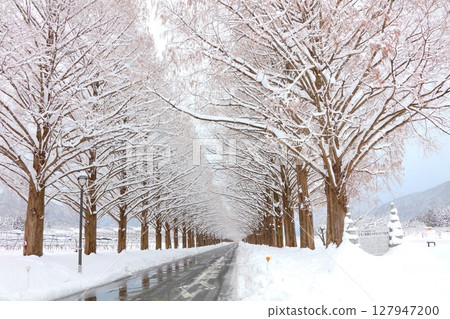 牧野高原的水杉雪景 / 新日本行道樹百景 / 琵琶湖國定公園 牧野高原的水杉雪景 / 新日本行道樹百景 / 琵琶湖國定公園 127947200