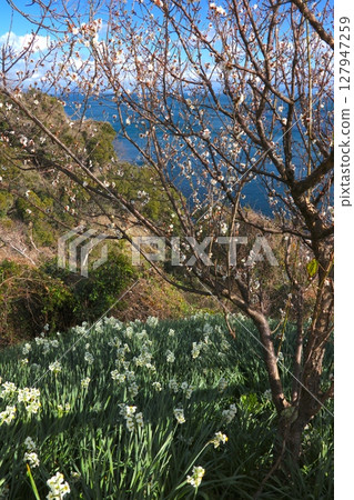 淡路島、灘黑岩水仙花之鄉、盛開的巨大水仙花群 / 日本三大水仙花群之一 / 日本遺產 / 瀨戶內海國立公園 淡路島、灘黑岩水仙花之鄉、盛開的巨大水仙花群 / 日本三大水仙花群之一 / 日本遺產 / 瀨戶內海國立公園 127947259
