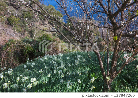 Awaji Island, Nadakuroiwa Daffodil Country, large daffodil colonies and plum blossoms / One of Japan's three largest daffodil colonies / Japan Heritage / Setonaikai National Park 127947260