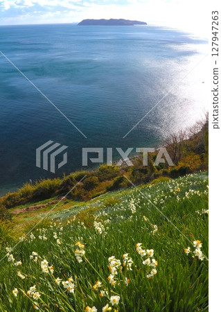 Awaji Island, Nadakuroiwa Daffodil Country, a huge colony of daffodils in full bloom / One of Japan's three largest daffodil colonies / Japan Heritage / Setonaikai National Park Awaji Island, Nadakuroiwa Daffodil Country, a huge colony of daffodils in full bloom / One of Japan's three largest daffodil colonies / Japan Heritage / Setonaikai National Park 127947263
