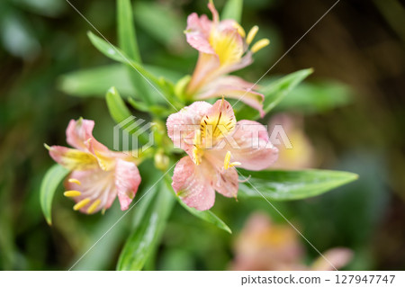 Alstroemeria flowers Alstroemeria flowers 127947747