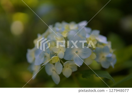 Landscape of traditional Japanese temple and blooming hydrangea Landscape of traditional Japanese temple and blooming hydrangea 127948077
