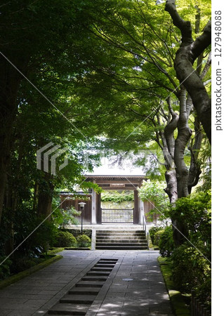 日本传统寺院与盛开的绣球花风景 日本传统寺院与盛开的绣球花风景 127948088