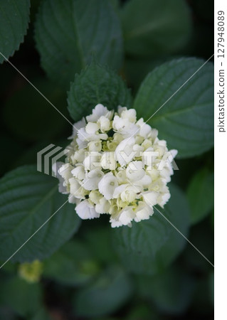 Landscape of traditional Japanese temple and blooming hydrangea 127948089