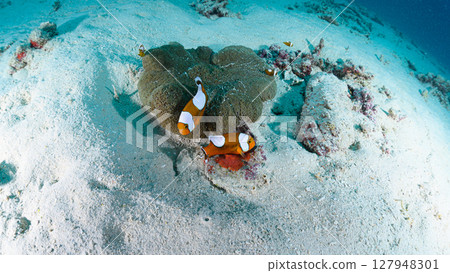 Diving scene in the sea of Iriomote Island Diving scene in the sea of Iriomote Island 127948301