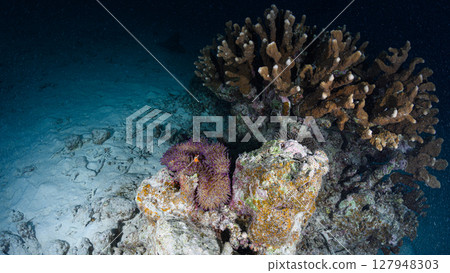 Diving scene in the sea of Iriomote Island Diving scene in the sea of Iriomote Island 127948303