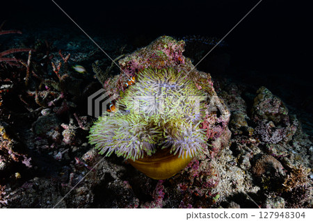 西表島海底潛水風景 127948304