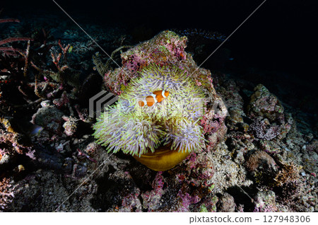 Diving scene in the sea of Iriomote Island 127948306