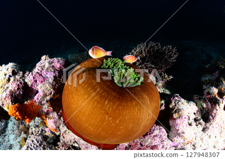 Diving scene in the sea of Iriomote Island Diving scene in the sea of Iriomote Island 127948307