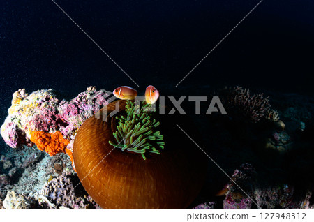 Diving scene in the sea of Iriomote Island 127948312