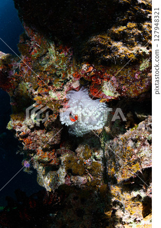 西表島海底潛水風景 西表島海底潛水風景 127948321