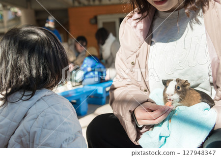 [相模原市麻溝公園動物遊樂區，一歲兒童正在觀察天竺鼠] 127948347