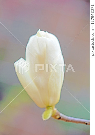 Flowers around the house, various in the four seasons. Beautiful large white magnolia flowers have started to bloom on the trees in the park. 127948371
