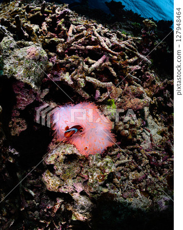 西表島海底潛水風景 127948464