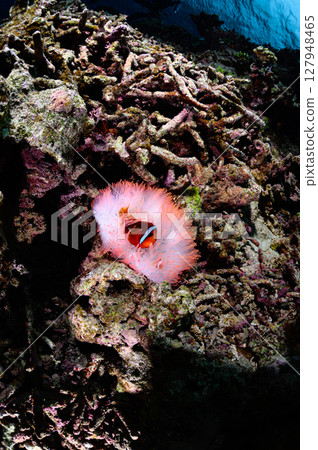 西表島海底潛水風景 西表島海底潛水風景 127948465