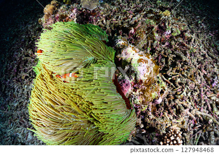 Diving scene in the sea of Iriomote Island 127948468